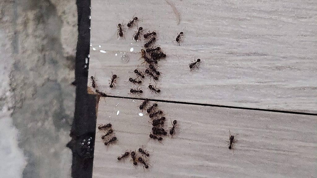 Plagas de hormigas más complicadas de lo que aparentemente parece 2