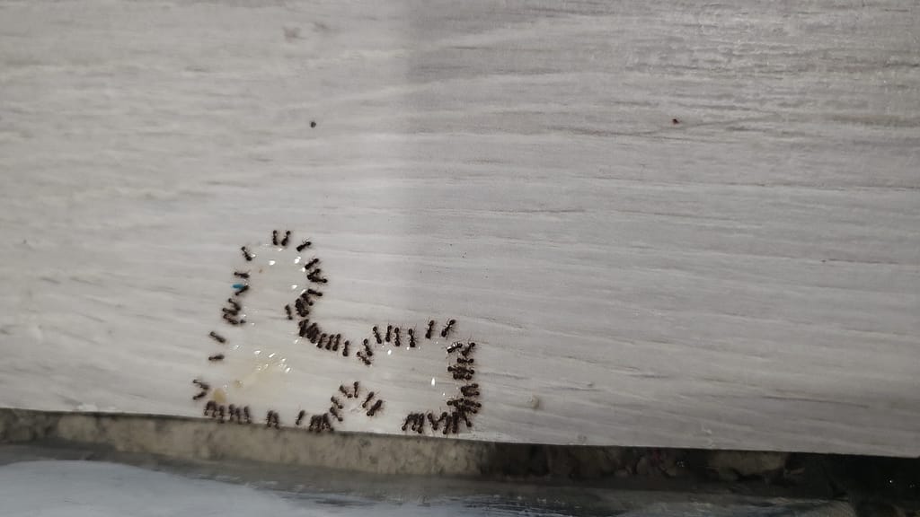 Plagas de hormigas más complicadas de lo que aparentemente parece