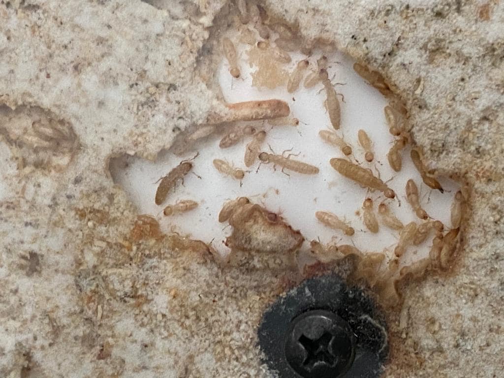 Empresa eliminación termitas Valencia ejemplo 99