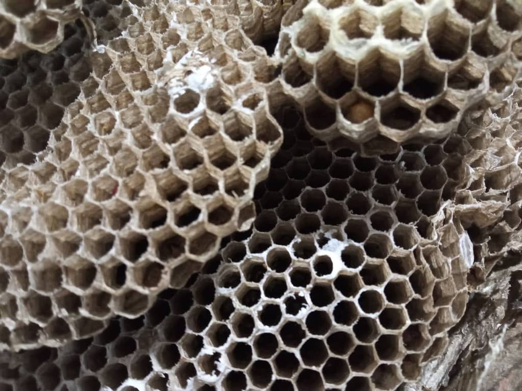 Abejas en Torrente con amor 004