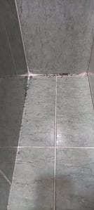 Plagas de hormigas más complicadas de lo que aparentemente parece 3