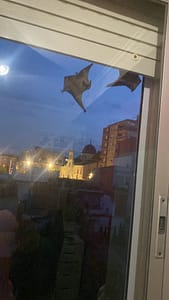 Murciélagos control de plagas