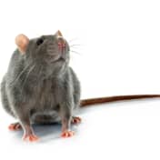 plaga rata ratones roedores