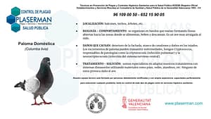 Plaserman control de plagas Valencia Palomas