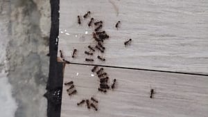 Plagas de hormigas más complicadas de lo que aparentemente parece 2