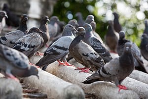 control de palomas aves