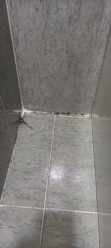 Plagas de hormigas más complicadas de lo que aparentemente parece 4