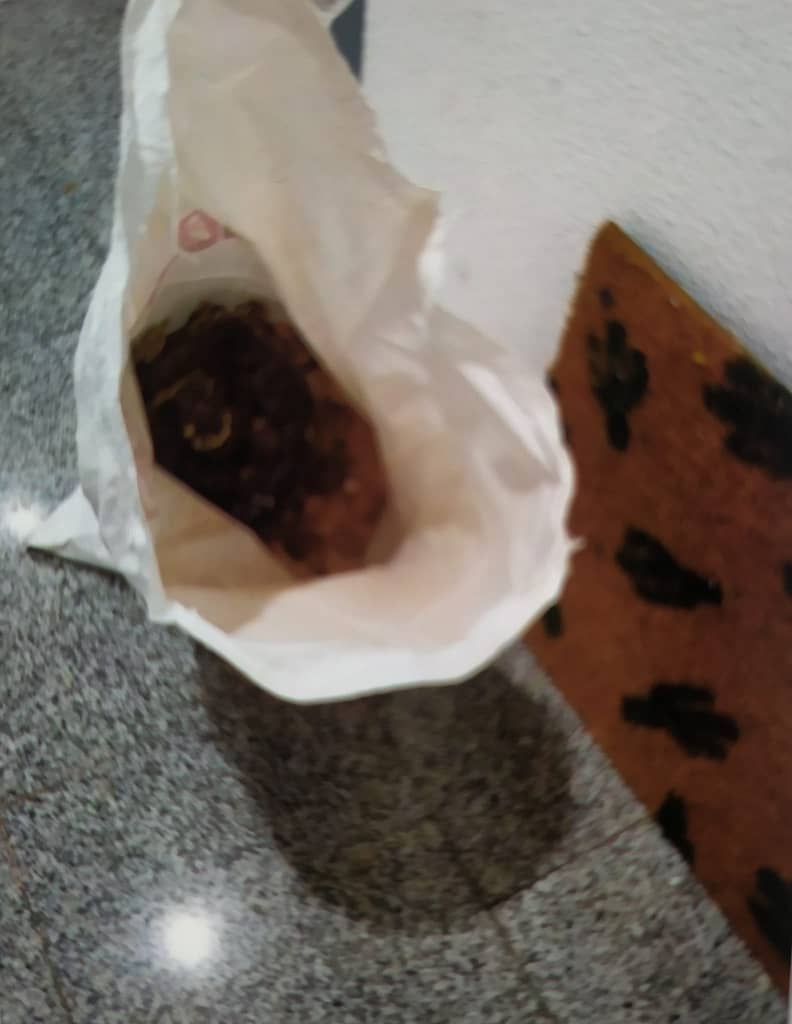 Abejas en Torrente con amor 002